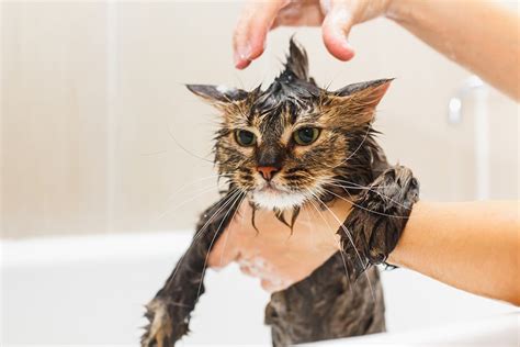 Magic in a Bottle: The Benefits of Using the Right Shampoo for Your Cat's Fur Wash